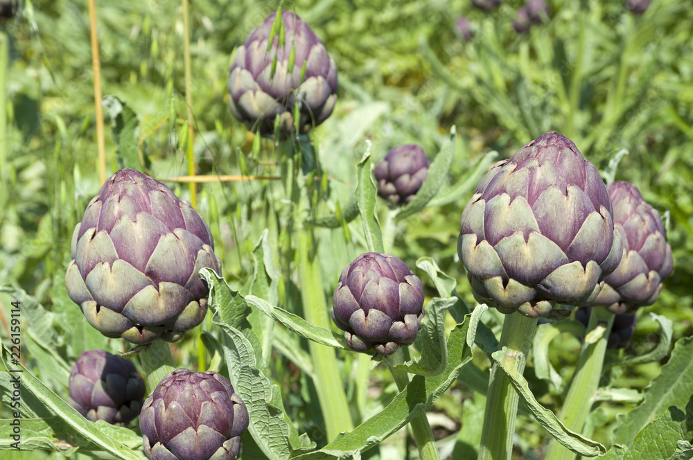 Fototapeta premium Organic Artichoke field