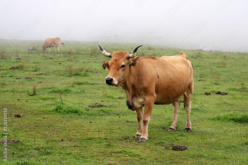 Vaca pastando sobre hierba en montaña