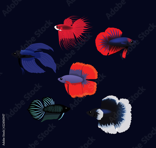 Various Thai Fighting Fish Poses Cartoon Vector Illustration