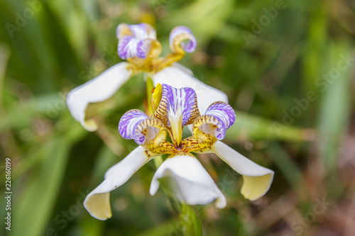 plant known as false iris photo