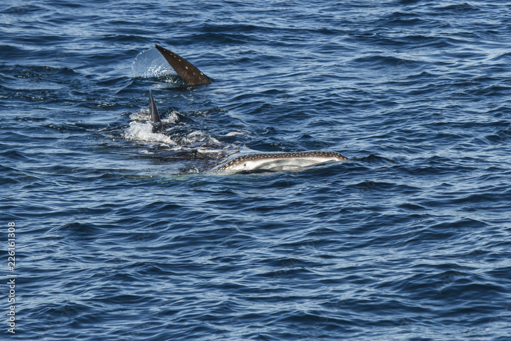 Fototapeta premium Shark