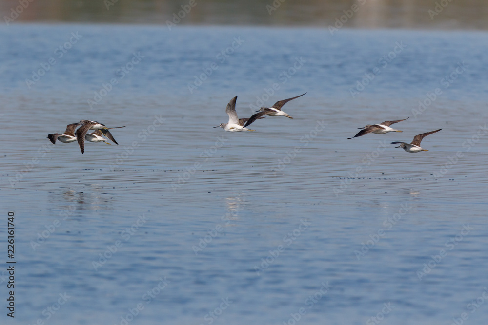 Common Greenshank (Tringa nebularia)