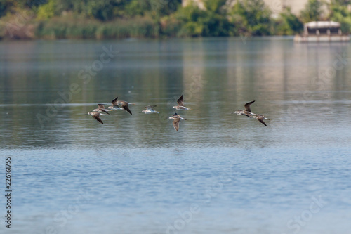 Common Greenshank (Tringa nebularia)