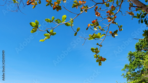 Trees branches frame beautiful green leaves against clear blue sky background image for nature background and nature design