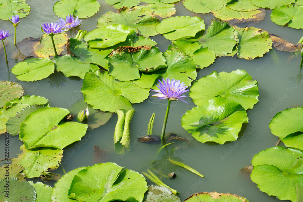 Purple and Pink lotus flower in nature it is beautiful. Purple and Pink lotus flower in nature it is beautiful.