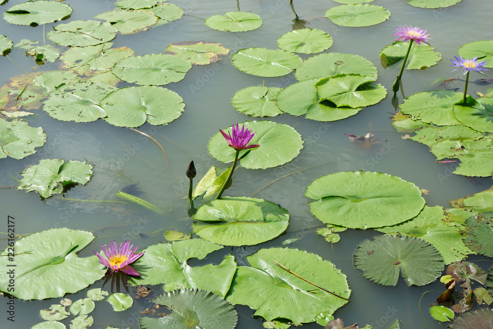 Purple and Pink lotus flower in nature it is beautiful. Purple and Pink lotus flower in nature it is beautiful.