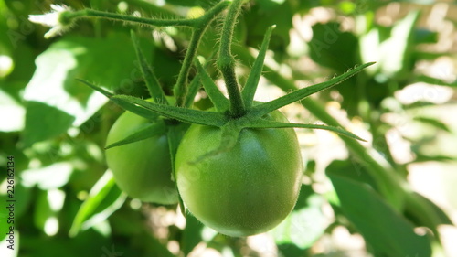 Tomates verdes creciendoy madurando en la planta tomatera 