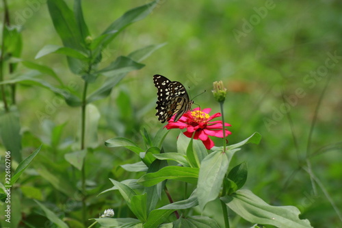 butterfly on flower