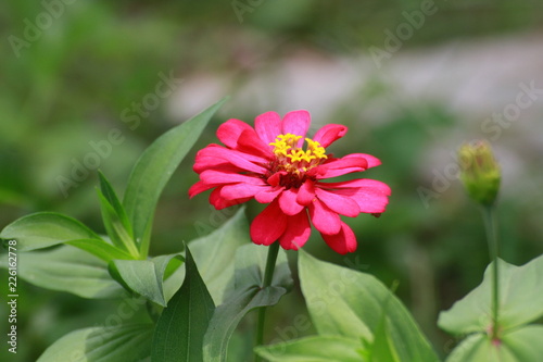 flower in the garden