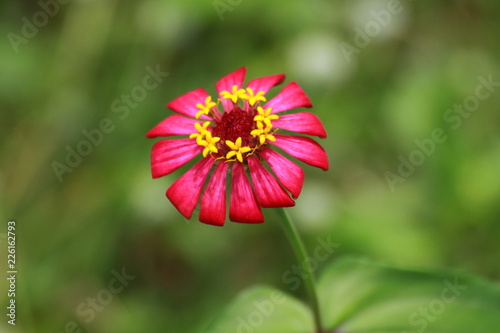 red flower in the garden