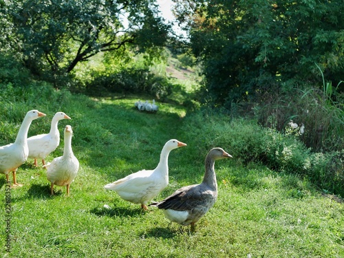 Polonne / Ukraine - 21 September 2018: geese grazing on a green shore