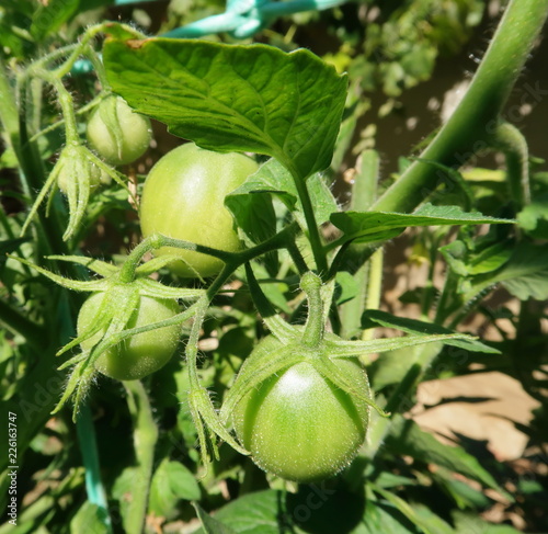 Tomates verdes creciendoy madurando en la planta tomatera 