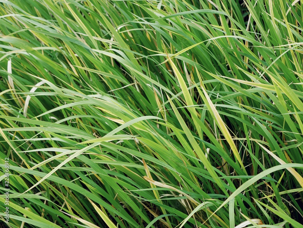 Polonne / Ukraine - 22 September 2018: green river cane