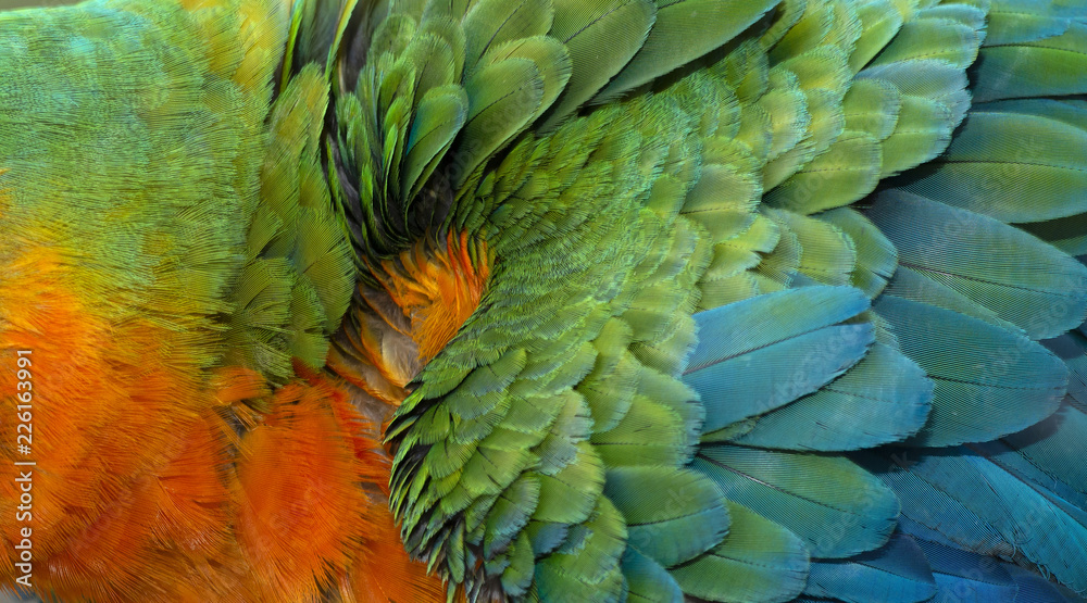 Obraz premium Close up Colorful of Catalina Macaw ( Hybrid between Scarlet Macaw and Blue and Yellow Macaw) bird's feathers with red yellow orange and blue shades, exotic nature background and texture