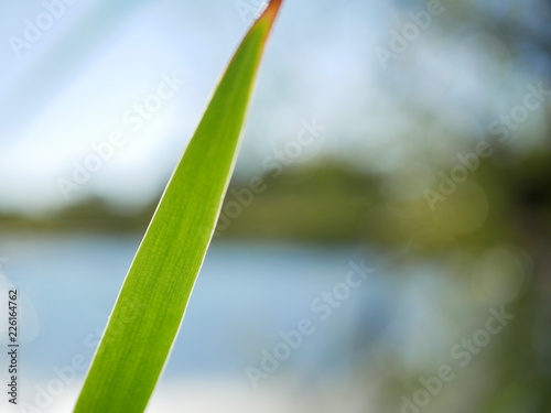 Polonne   Ukraine - 30 September 2018  A leaf of a reed on the background of the river