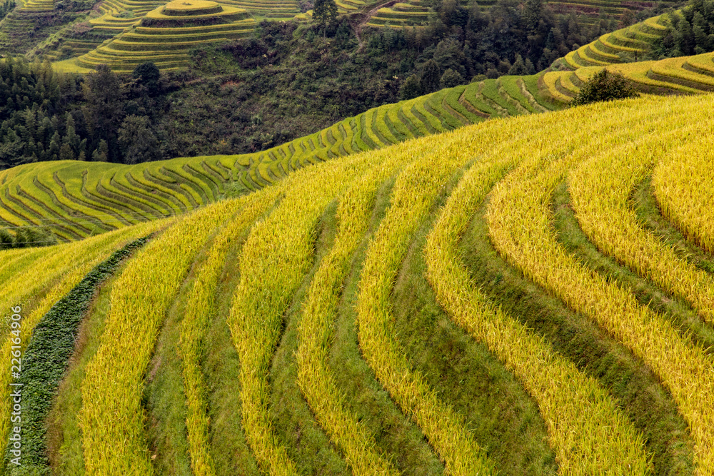 Terraces rice Terraces rice
