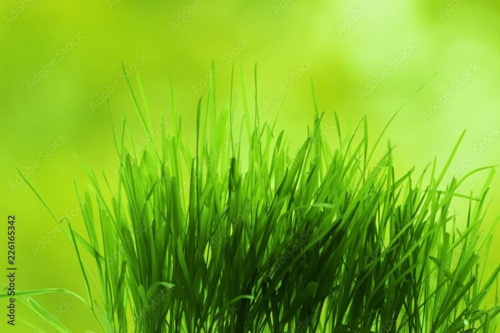 grass grass