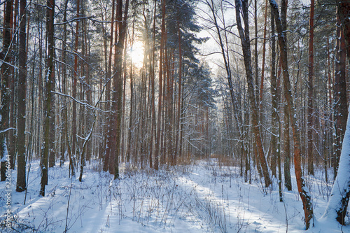 Beautiful winter forest in sunny and cold weather after snowfall