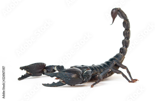 Black scorpion isolated on white background
