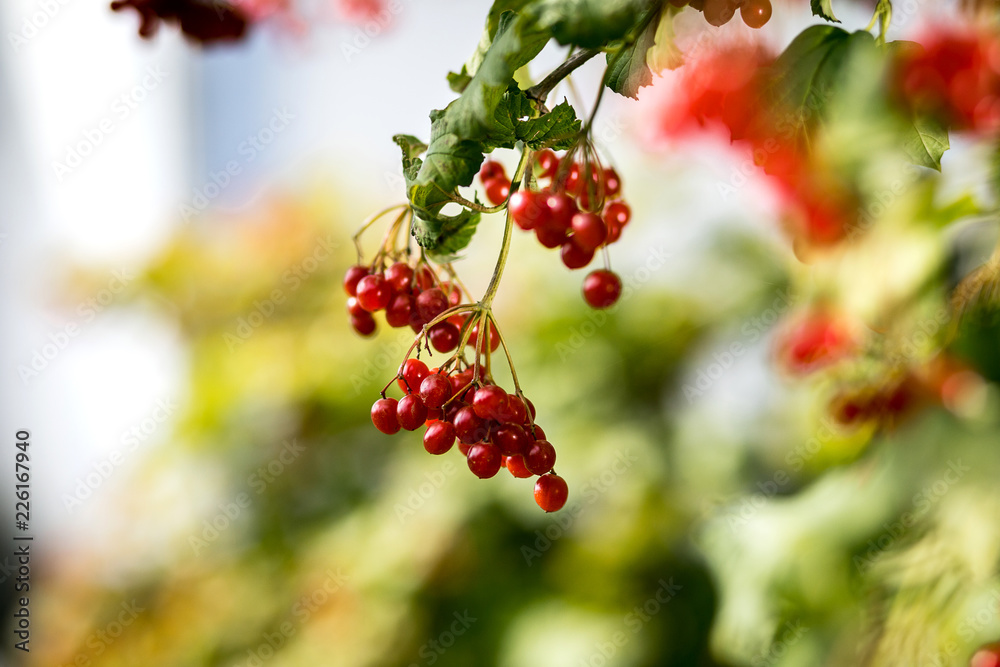 Branches of viburnum (Ukrainian Kalina) berries with its leaves on the tree as medicinal and edible plant Branches of viburnum (Ukrainian Kalina) berries with its leaves on the tree as medicinal and edible plant