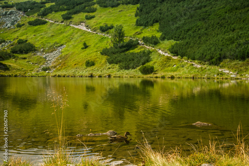 A beautiful brown female duck swimming in the mountain lake. Mountain landscape with birds. Tatra mountains  Slovakia.