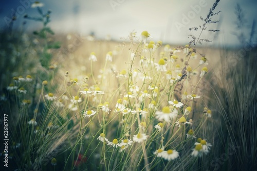 Wilde Kamille in einem Kornfeld. photo