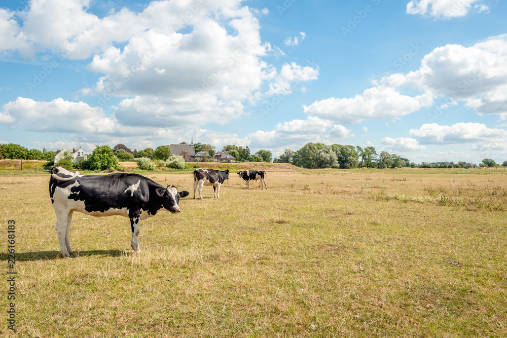 Young cows on the yellow parched grass of the floodplains of a Dutch river