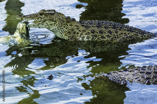 Eating Cuban crocodile (Crocodylus Rhombifer) is a small species of crocodile endemic to Cuba - Peninsula de Zapata National Park / Zapata Swamp, Cuba photo