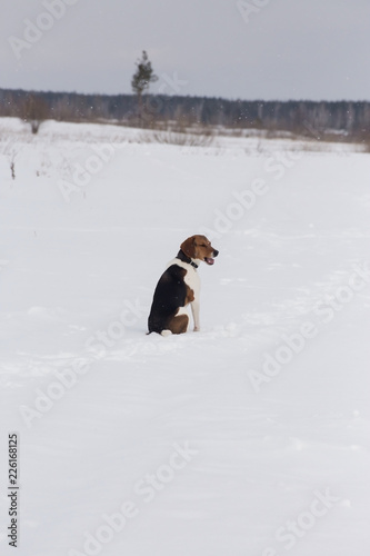 The hound sits on a snow-covered field.