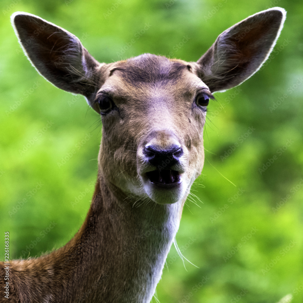 Obraz premium Wild young female red deer in Untied Kingdom