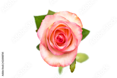 Pink rose isolated on white. Top view.