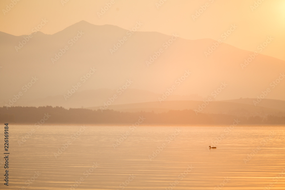 A beautiful morning landscape with ducks swimming in the mountain lake with mountains in distance. Sunset scenery in light colors. Birds in natural habitat. Tatra mountains in Slovakia, Europe.