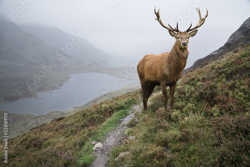 Dramatic landscape image of red deer stag aboe lake in mountainous landscape in Autumn