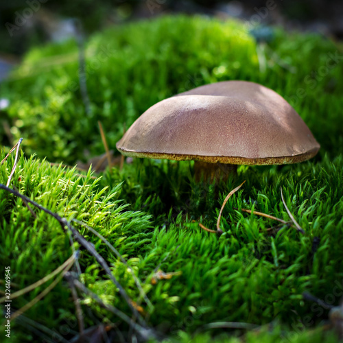 Polish mushroom in the forest.