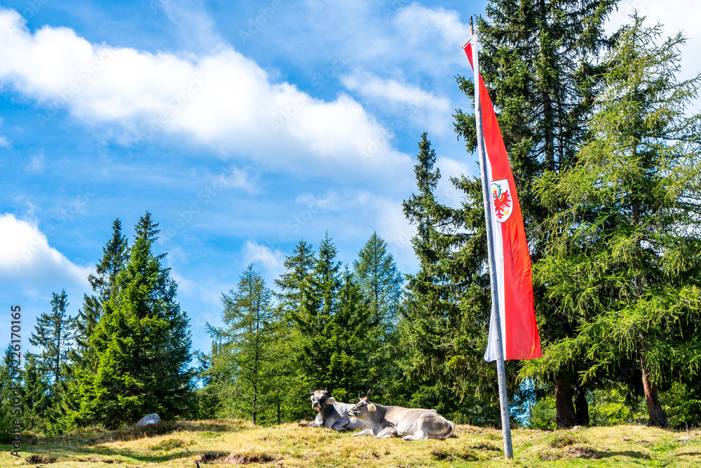 Zwei Kühe liegen auf einer Wiese vor einem Wald mit der Tiroler Fahne daneben