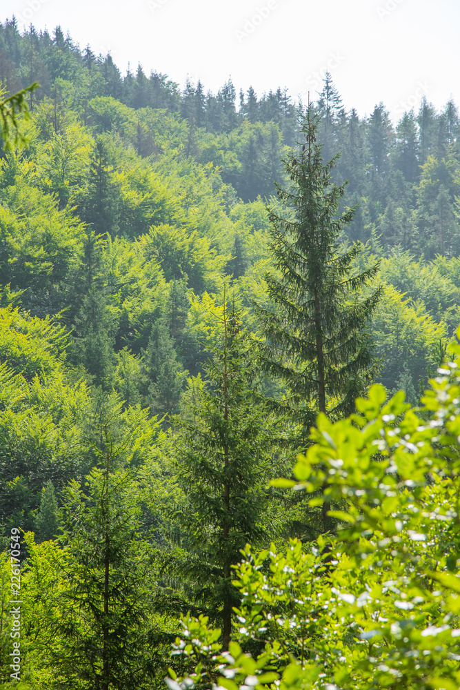 A beautiful mountain landscape in Tatra mountains in Slovakia, Europe. Summer scenery with mountains and forest. A beautiful mountain landscape in Tatra mountains in Slovakia, Europe. Summer scenery with mountains and forest.