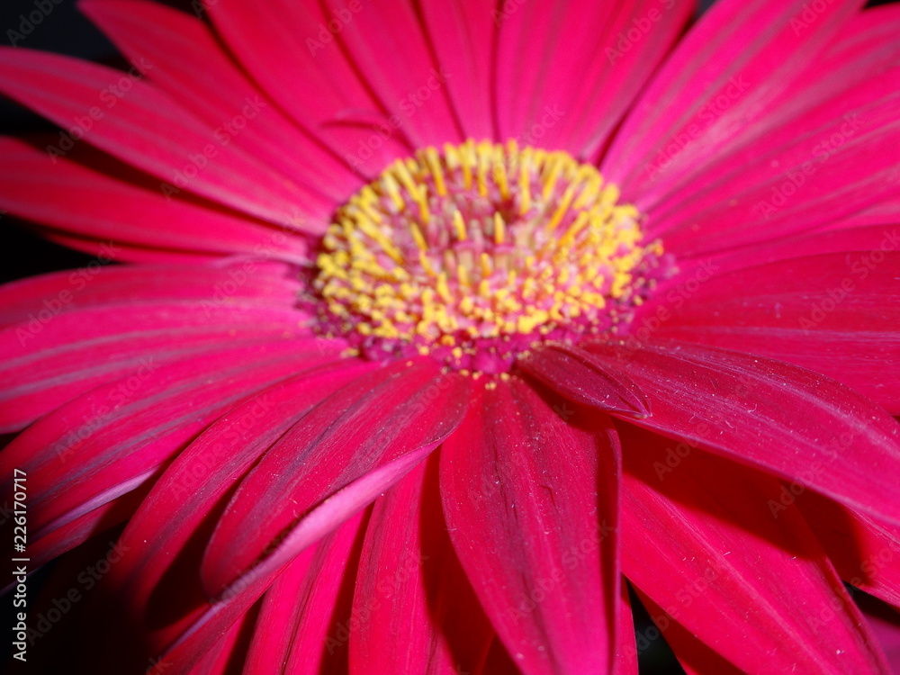 Fototapeta premium closeup of pink flower