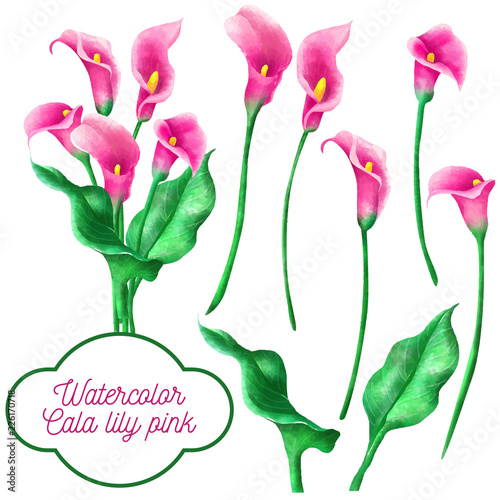 Fototapeta Naklejka Na Ścianę i Meble -  watercolor set of cala lily pink flower