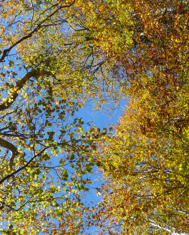 Hojas y ramas del bosque en otoño en el valle del Tena. Pirineos. Huesca.
