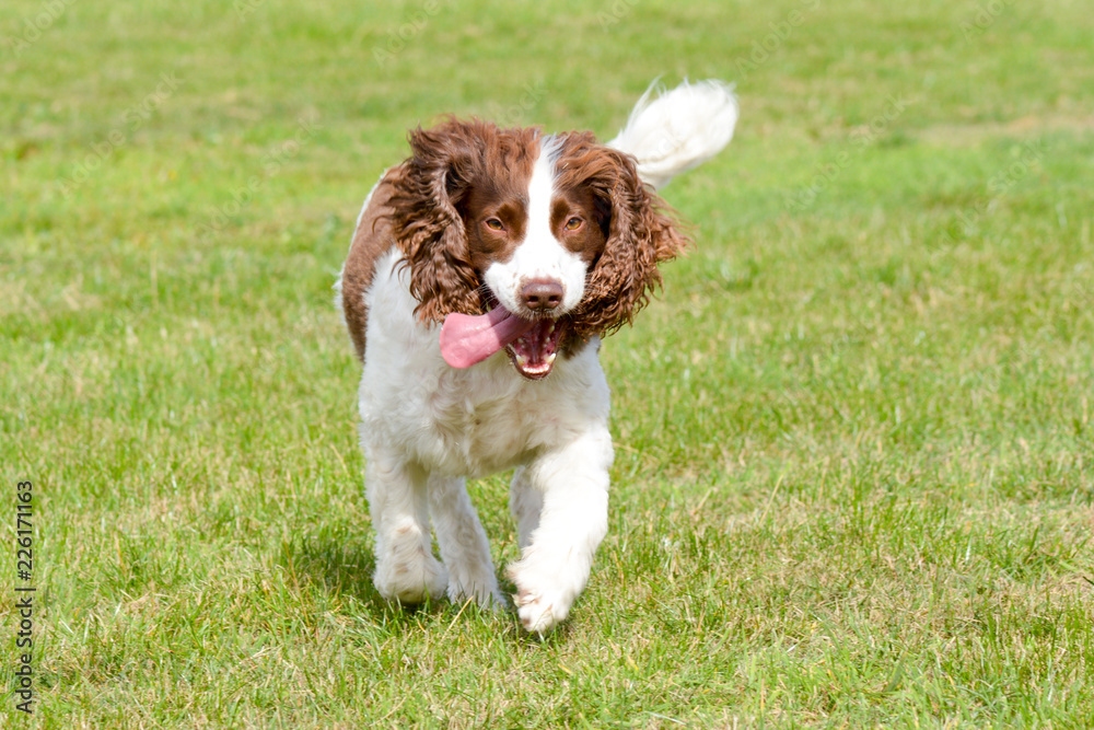 English Springer Spaniel dog running in park