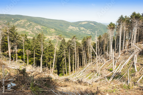 Fototapeta Naklejka Na Ścianę i Meble -  Il problema della deforestazione