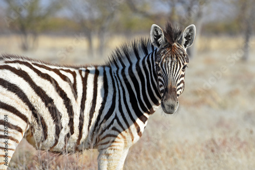 Zebrafohlen  Equus quagga  im Etosha Nationalpark in Namibia