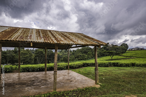 Local collection centre on a tea estate in the Nandi Hills, Kenya. The leaf shed facility is an all weather structure, used for weighing and sorting tea leaves. It has a rusty roof and concrete floor.