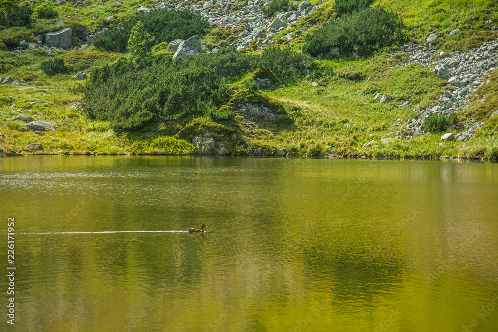 A beautiful, clean lake in the mountain valley in calm, sunny day. Mountain landscape with water in summer. Tatry mountains in Slovakia, Europe. A beautiful, clean lake in the mountain valley in calm, sunny day. Mountain landscape with water in summer. Tatry mountains in Slovakia, Europe.