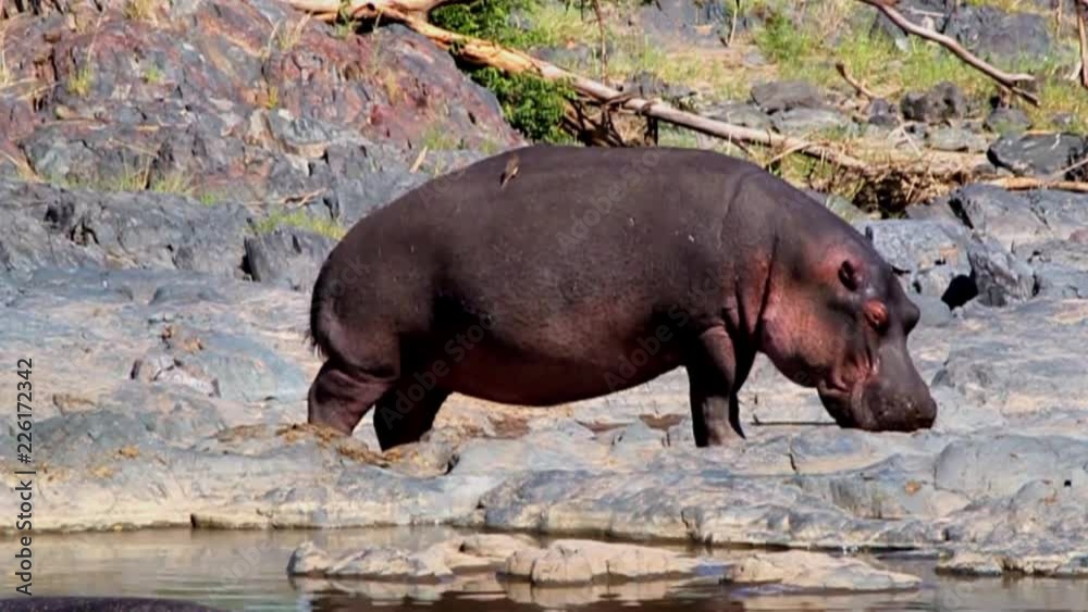Hippopotamus in the Serengeti National Park, Tanzania Hippopotamus in the Serengeti National Park, Tanzania