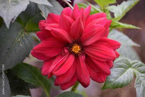 dahlia