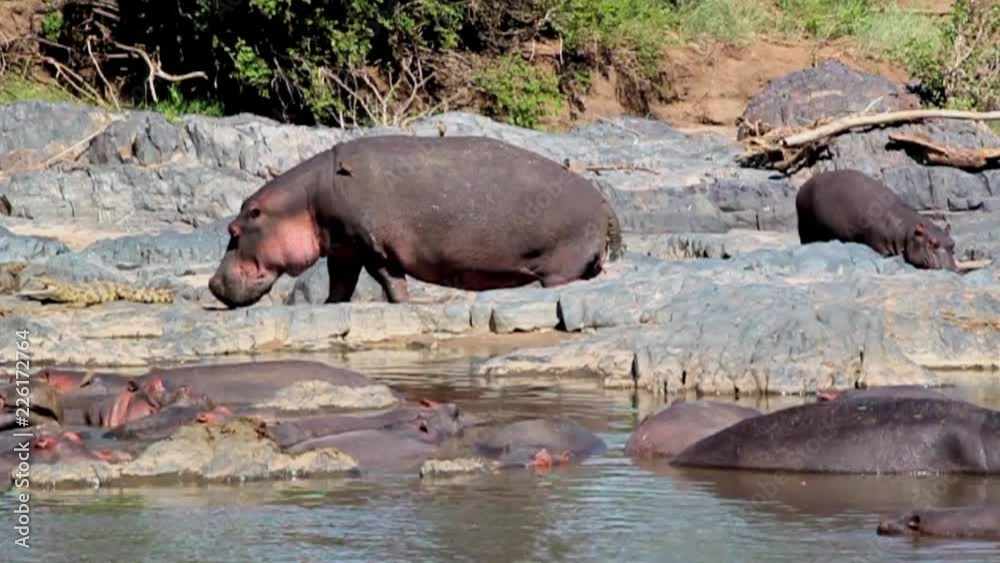 Hippopotamus in the Serengeti National Park, Tanzania Hippopotamus in the Serengeti National Park, Tanzania