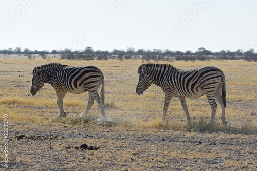Steppenzebas  Equus quagga  im Etosha Nationalpark in Namibia