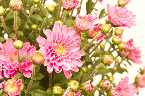 Chrysanthemum flower close up on white