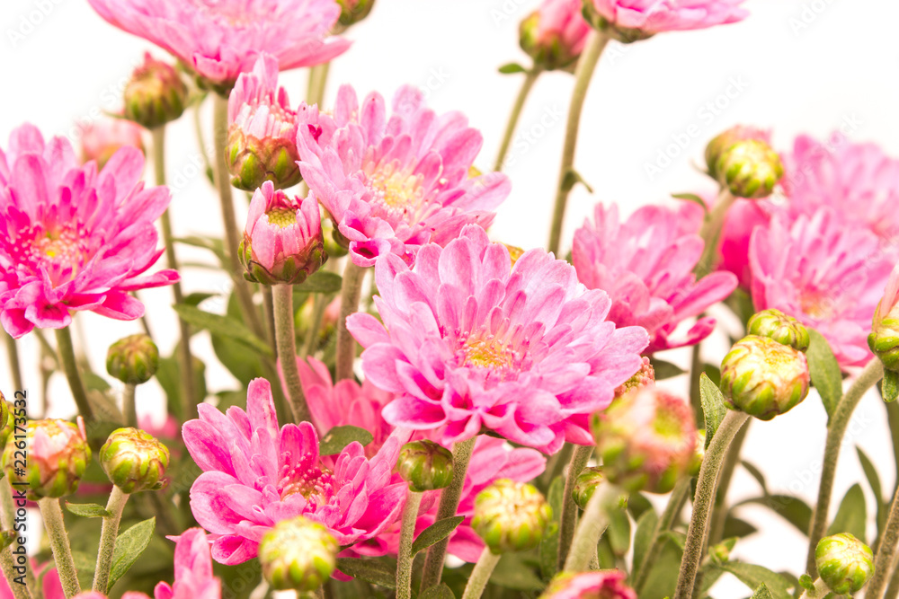 Chrysanthemum flower close up on white Chrysanthemum flower close up on white